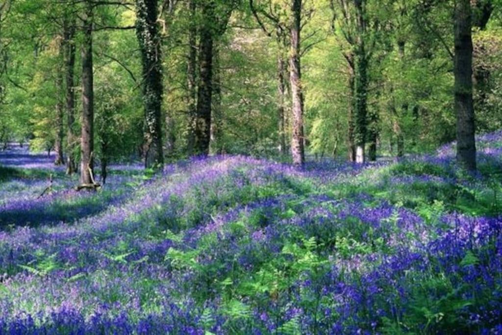 The Owl House Cottage Welsh Newton Common エクステリア 写真